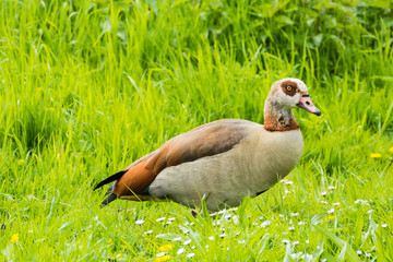 Nilgans auf Wiese