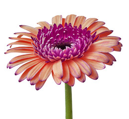 Flower red-violet  orange  Gerbera    isolated on a white  background. Close-up. Flower bud on a green stem.