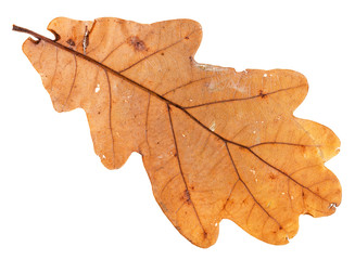 back side of autumn holey leaf of oak tree