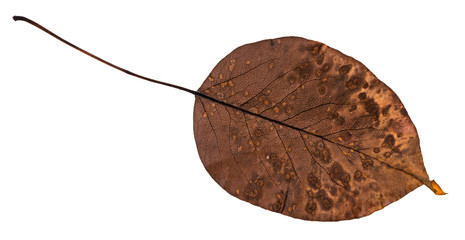 back side of rotten dried leaf of pear tree