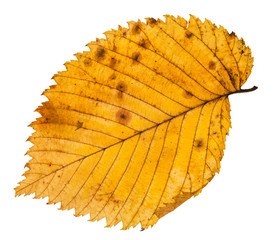 fallen leaf of elm tree isolated on whit