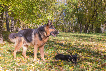Big dog German Shepherd and small dog outdoors in an autumn