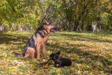 Big dog German Shepherd and small dog outdoors in an autumn