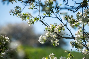 Fototapeta premium Gardens of blooming apples in the mountains of Almaty, Kazakhstan