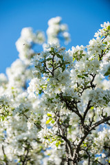 Gardens of blooming apples in the mountains of Almaty, Kazakhstan
