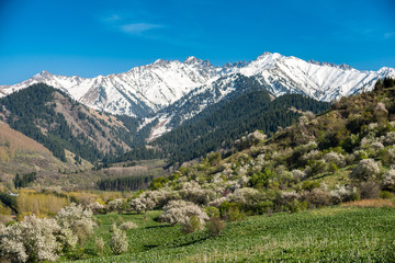 Fototapeta na wymiar Gardens of blooming apples in the mountains of Almaty, Kazakhstan