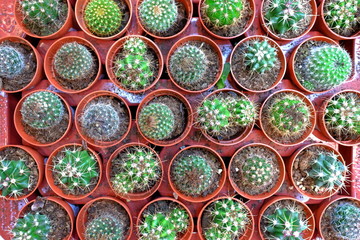 cactus in pattern
