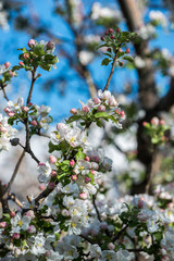 Gardens of blooming apples in the mountains of Almaty, Kazakhstan
