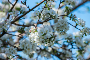 Gardens of blooming apples in the mountains of Almaty, Kazakhstan © Ilya Postnikov