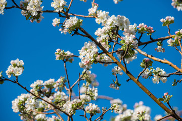 Fototapeta premium Gardens of blooming apples in the mountains of Almaty, Kazakhstan