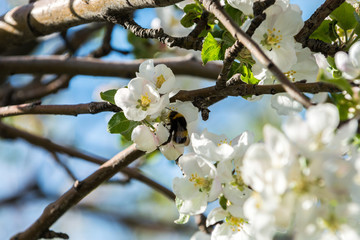 Gardens of blooming apples in the mountains of Almaty, Kazakhstan