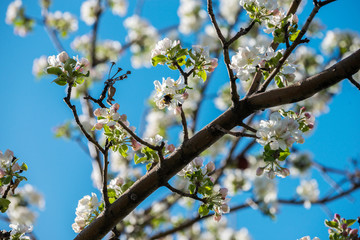 Gardens of blooming apples in the mountains of Almaty, Kazakhstan