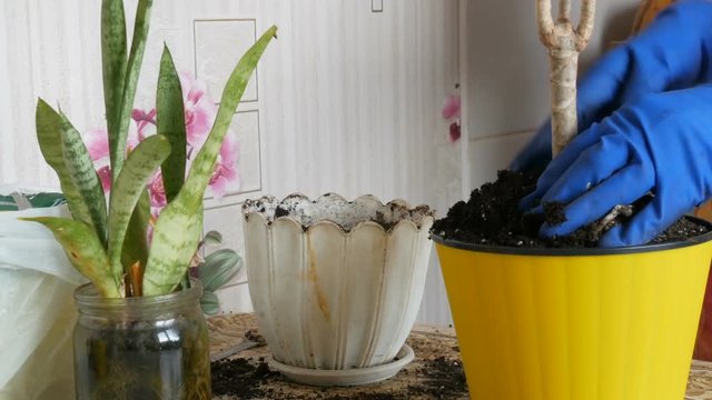 A woman in the spring transplants indoor flowers from old flower pots to new