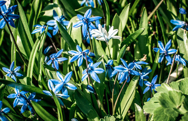 First spring flowers