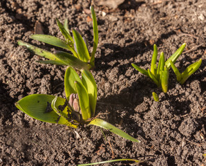Buds of hyacinths in a flowerbed