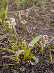 Blossoming Scilla  in early spring