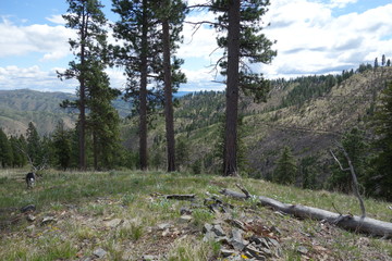 Springtime in the Pacific Northwest