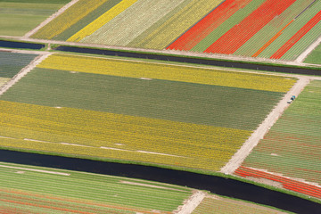 Fototapeta premium aerial view of tulip in a flower bulb field in Holland