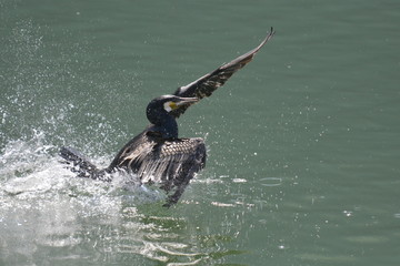 il bagno del cormorano