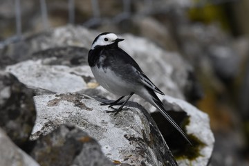 Andrew Robin photography . 