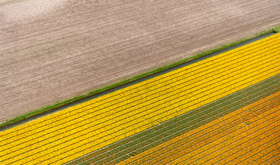 aerial view of tulips in a flower bulb field in Netherlands