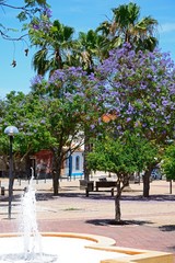 Fountain and Jacaranda trees in the Praca al Mutamid, Silves, Portugal.