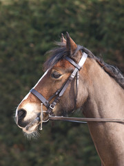 Fototapeta premium Horse In Bridle Headshot