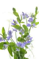 スイートピー　ブルーフレグランス