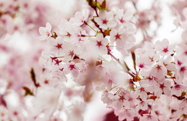 Obraz premium Spring cherry blossoms