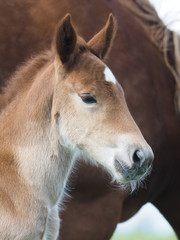 Foal Headshot