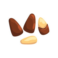 Cedar nut, nutritious natural product vector Illustration on a white background