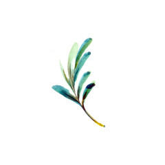 rosemary fragrant branch