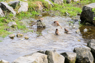 Sparrows bathe in the stream on a sunny day