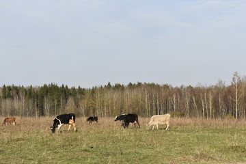 Naklejka na ściany i meble herd of cows grazing near the forest, meadow, sky