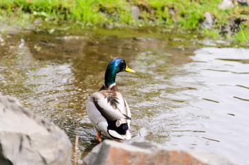 Duck over the stream on a sunny day
