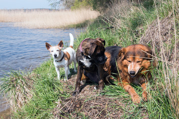 Hunde Trio am Meer