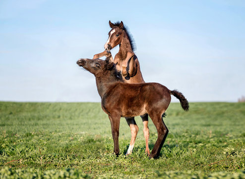 Two foals playing together on the maedow.