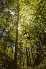 Wald - Allgäu - Natur - Bergwald - Bäume - Holz