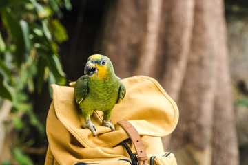 beautiful green afrotropical parrot perching on vintage yellow backpack © LIGHTFIELD STUDIOS