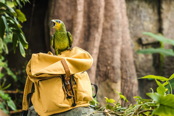 adorable green afrotropical parrot perching on vintage yellow backpack in rainforest © LIGHTFIELD STUDIOS