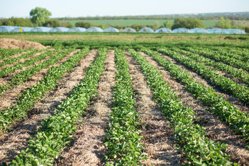 Fototapeta na wymiar rows of strawberries on the background of greenhouses
