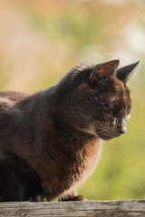 Naklejka na ściany i meble A dark brown cat sits on a wooden board in the sunlight