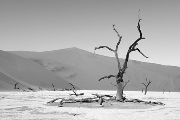 Abgestorbene Akazienbäume, Deadvlei (Namibia) - schwarzweiss