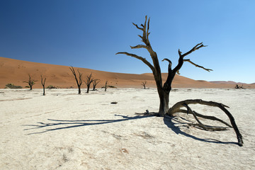 Abgestorbene Akazienbäume, Deadvlei (Namibia)
