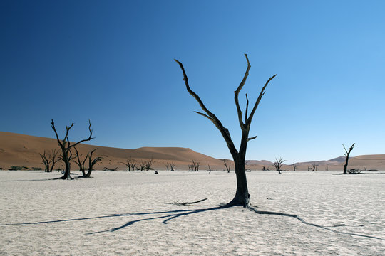 Abgestorbene Akazienbäume, Deadvlei (Namibia)