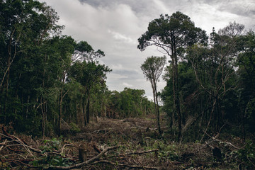 Fototapeta na wymiar Deforestation of a tropical rain forest to make way for tourists. Koh Rong Samloem, Cambodia. 