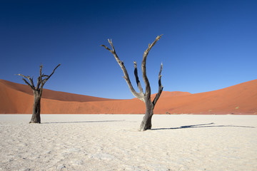 Abgestorbene Akazienbäume, Deadvlei (Namibia)