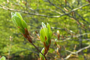 Blattentfaltung bei der Rot-Buche
