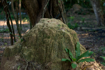 Huge termite mound built in the middle of the jungle, Koh Rong Samloem. Cambodia
