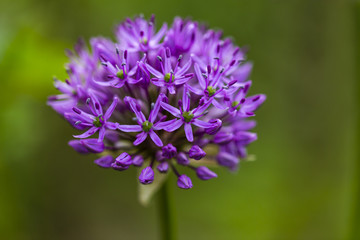 A blooming flower of allium in the garden.
